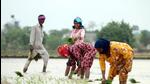 The government is looking to expand risk coverage under the <span class='webrupee'>₹</span>13,625-crore Pradhan Mantri Fasal Bima Yojana to 70 million farmers (HT photo) The government is looking to expand risk coverage under the <span class='webrupee'>₹</span>13,625-crore Pradhan Mantri Fasal Bima Yojana to 70 million farmers (HT photo)