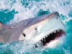 The Tiger Shark(Men's Journal) The Tiger Shark(Men's Journal)