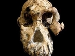 While the marks looked nothing like animal bites, they did resemble those that had been made by stone tools. (File) While the marks looked nothing like animal bites, they did resemble those that had been made by stone tools. (File)