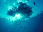 Top explorer urges caution with boom in sea and space adventure, extreme tourism after Titan tragedy (Reuters/ Representational photo) Top explorer urges caution with boom in sea and space adventure, extreme tourism after Titan tragedy (Reuters/ Representational photo)