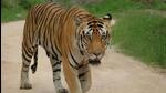 The red alert was issued a few days after a beheaded carcass of tiger was found in Satpura Tiger Reserve (Representative Photo) The red alert was issued a few days after a beheaded carcass of tiger was found in Satpura Tiger Reserve (Representative Photo)