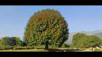 Chinar grows up to a height of 30 metres and girth of 10 to 15 metres at ground level; it takes around 150 years to grow to its full size. Chinar grows up to a height of 30 metres and girth of 10 to 15 metres at ground level; it takes around 150 years to grow to its full size.