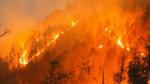 The study has indicated that the concentration of nitrogen witnesses a significant increase during March and April due to wildfires. (Representational photo) The study has indicated that the concentration of nitrogen witnesses a significant increase during March and April due to wildfires. (Representational photo)