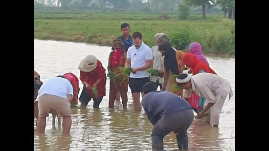 Congress leader Rahul Gandhi transplanting paddy during an impromptu stop at Sonepat’s Madina village while on the way to Shimla from Delhi on Saturday morning. (HT Photo) Congress leader Rahul Gandhi transplanting paddy during an impromptu stop at Sonepat’s Madina village while on the way to Shimla from Delhi on Saturday morning. (HT Photo)