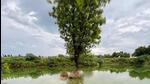 Two men drown in Badshahpur pond Two men drown in Badshahpur pond