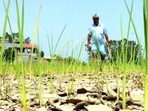 India defines average, or normal, rainfall as between 96% and 104% of a 50-year average of 89 cm for the entire four-month season. El Nino, a warming of ocean surface temperatures in the eastern and central Pacific that typically occurs every few years, is linked to crop damage, fires and flash floods.(File Photo) India defines average, or normal, rainfall as between 96% and 104% of a 50-year average of 89 cm for the entire four-month season. El Nino, a warming of ocean surface temperatures in the eastern and central Pacific that typically occurs every few years, is linked to crop damage, fires and flash floods.(File Photo)