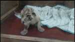 Lioness Sona’s one of two cubs that survived (Sourced) Lioness Sona’s one of two cubs that survived (Sourced)