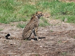 The cheetahs, however, continued to die.(ANI- Representative image) The cheetahs, however, continued to die.(ANI- Representative image)