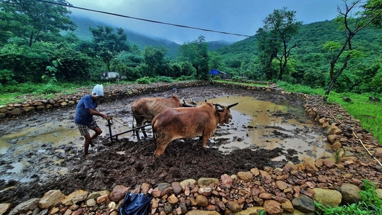 According to India Meteorological Department, active monsoon conditions are expected to persist over parts of Konkan and the adjoining ghat areas of Madhya Maharashtra in the next 2-3 days. ( Praful Gangurde / HT Photo )