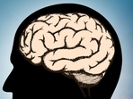In other words, cognitive work results in chemical changes in the brain, which present behaviourally as fatigue. (Shutterstock) In other words, cognitive work results in chemical changes in the brain, which present behaviourally as fatigue. (Shutterstock)