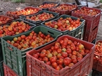 Growers said with traders not showing interest in buying tomatoes. Growers said with traders not showing interest in buying tomatoes.