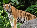The new tiger numbers are heartening. (Representative Photo) The new tiger numbers are heartening. (Representative Photo)