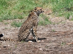 The recent death was the third this month, leaving the total number of cheetahs now present at the MP park to 15, including a cub. (ANI) The recent death was the third this month, leaving the total number of cheetahs now present at the MP park to 15, including a cub. (ANI)