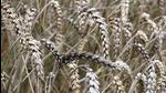 India has not planned to import wheat from any country under government-to-government scheme, says an official. (AFP) India has not planned to import wheat from any country under government-to-government scheme, says an official. (AFP)