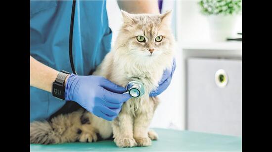 At workplaces, there is now greater sensitivity towards pet parents. There’s less stigma when one takes time off to care for them. (Shutterstock) At workplaces, there is now greater sensitivity towards pet parents. There’s less stigma when one takes time off to care for them. (Shutterstock)
