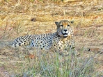 In February this year, 12 more cheetahs arrived at KNP from South Africa. (ANI) In February this year, 12 more cheetahs arrived at KNP from South Africa. (ANI)