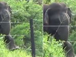 The image shows an elephant trying to break a fence. (Screegrab) The image shows an elephant trying to break a fence. (Screegrab)