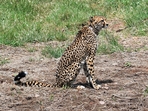 Earlier on Sunday, MoEFCC in a statement said all cheetah deaths were natural. (ANI)(HT_PRINT) Earlier on Sunday, MoEFCC in a statement said all cheetah deaths were natural. (ANI)(HT_PRINT)