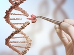 Researchers have shown that the microbiome has a significant impact on the acquisition of EBV and HIV infection and plays a role in the course of the disease.(Shutterstock) Researchers have shown that the microbiome has a significant impact on the acquisition of EBV and HIV infection and plays a role in the course of the disease.(Shutterstock)