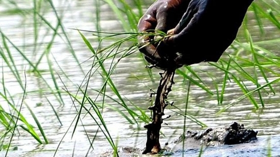 The PMKSK initiative is proving to be a game changer in empowering the farmers and strengthening the backbone of the nation’s economy. (HT File Photo) The PMKSK initiative is proving to be a game changer in empowering the farmers and strengthening the backbone of the nation’s economy. (HT File Photo)