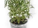 5_mosquito_repellent_plants_for_home 5_mosquito_repellent_plants_for_home