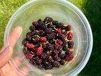 5_fruits_to_manage_cholesterol_levels 5_fruits_to_manage_cholesterol_levels