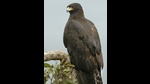 A rare black eagle has been spotted for the first time in the lush Chail wildlife sanctuary located in Himachal Pradesh’s Solan district. The sighting of the majestic bird, previously unseen within the sanctuary’s sprawling 16 sq km expanse, has left wildlife enthusiasts elated. (HT Photo) A rare black eagle has been spotted for the first time in the lush Chail wildlife sanctuary located in Himachal Pradesh’s Solan district. The sighting of the majestic bird, previously unseen within the sanctuary’s sprawling 16 sq km expanse, has left wildlife enthusiasts elated. (HT Photo)