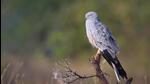 Birds with special habitats, as opposed to generalists that can live in multiple habitat types are far more threatened, the report has flagged. A Montagus Harrier in the photograph above. (Albin Jacob) Birds with special habitats, as opposed to generalists that can live in multiple habitat types are far more threatened, the report has flagged. A Montagus Harrier in the photograph above. (Albin Jacob)