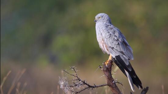 Birds with special habitats, as opposed to generalists that can live in multiple habitat types are far more threatened, the report has flagged. A Montagus Harrier in the photograph above. (Albin Jacob) Birds with special habitats, as opposed to generalists that can live in multiple habitat types are far more threatened, the report has flagged. A Montagus Harrier in the photograph above. (Albin Jacob)