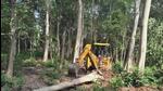 In October last year, the NGT, while taking suo motu cognisance of a media report on the illegal felling of over 6,000 trees in CTR (File Photo) In October last year, the NGT, while taking suo motu cognisance of a media report on the illegal felling of over 6,000 trees in CTR (File Photo)