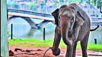 The environment ministry has started DNA profiling of all captive elephants across India. (AFP) The environment ministry has started DNA profiling of all captive elephants across India. (AFP)