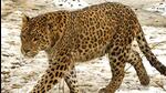 The forest department started attempts to capture the leopard after a four-year-old girl was killed in the courtyard of her house (File Photo/Representative Image) The forest department started attempts to capture the leopard after a four-year-old girl was killed in the courtyard of her house (File Photo/Representative Image)