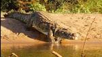 The rise in temperature may impact the habitat of the saltwater crocodiles and Olive Ridley sea turtles at the Bhitarkanika national park. (Unsplash) The rise in temperature may impact the habitat of the saltwater crocodiles and Olive Ridley sea turtles at the Bhitarkanika national park. (Unsplash)