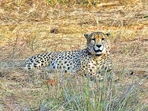 One of the eight cheetahs brought from Namibia in Kuno National Park in Sheopur on Sunday. (ANI) One of the eight cheetahs brought from Namibia in Kuno National Park in Sheopur on Sunday. (ANI)