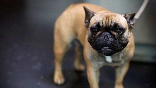Symptoms of Brucella canis in dogs can include lethargy, premature aging, and back pain, although some dogs may not exhibit any symptoms at all.(REUTERS)