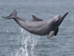 According to the Mamiraua Institute, a research facility funded by the Brazilian Ministry of Science, these dolphins were found in Lake Tefe. (File) According to the Mamiraua Institute, a research facility funded by the Brazilian Ministry of Science, these dolphins were found in Lake Tefe. (File)