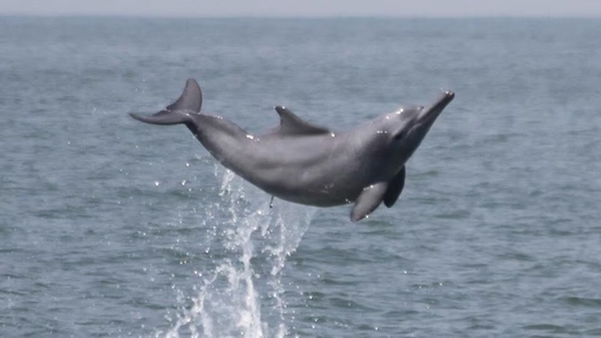 According to the Mamiraua Institute, a research facility funded by the Brazilian Ministry of Science, these dolphins were found in Lake Tefe. (File) According to the Mamiraua Institute, a research facility funded by the Brazilian Ministry of Science, these dolphins were found in Lake Tefe. (File)