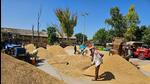 Heaps of paddy lying in the open at the Sangrur grain market as procurement came to a standstill due to the strike by commission agents on Wednesday. (HT Photo) Heaps of paddy lying in the open at the Sangrur grain market as procurement came to a standstill due to the strike by commission agents on Wednesday. (HT Photo)