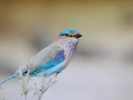 Birds such as the Indian roller, Great grey shrike, Isabelline wheatear and Rufous-tailed lark have declined sharply. These are birds of “open habitats” that encompass scrublands, grasslands, deserts and arid landscapes Birds such as the Indian roller, Great grey shrike, Isabelline wheatear and Rufous-tailed lark have declined sharply. These are birds of “open habitats” that encompass scrublands, grasslands, deserts and arid landscapes