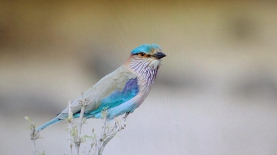 Birds such as the Indian roller, Great grey shrike, Isabelline wheatear and Rufous-tailed lark have declined sharply. These are birds of “open habitats” that encompass scrublands, grasslands, deserts and arid landscapes Birds such as the Indian roller, Great grey shrike, Isabelline wheatear and Rufous-tailed lark have declined sharply. These are birds of “open habitats” that encompass scrublands, grasslands, deserts and arid landscapes