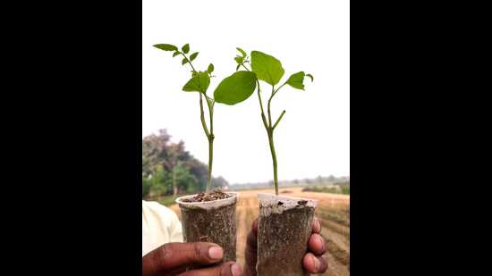 Saplings of new plant variety that will grow three types of vegetables. (HT PHOTO) Saplings of new plant variety that will grow three types of vegetables. (HT PHOTO)