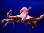 When an octopus touches something with its sucker, it creates a seal, and then by contracting its muscles, it creates a suction effect. This action enables the octopus to grip the object tightly(Getty Images/iStockphoto/Representative image) When an octopus touches something with its sucker, it creates a seal, and then by contracting its muscles, it creates a suction effect. This action enables the octopus to grip the object tightly(Getty Images/iStockphoto/Representative image)