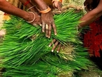 Indian women farmers place paddy saplings at one place before replanting in a field at Tiuri village, in the Indian state of Uttar Pradesh. (AP Photo/Rajesh Kumar Singh)(AP) Indian women farmers place paddy saplings at one place before replanting in a field at Tiuri village, in the Indian state of Uttar Pradesh. (AP Photo/Rajesh Kumar Singh)(AP)