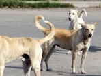 Stray dogs (Representative Image) Stray dogs (Representative Image)