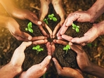 Green revolution(Representational photo/ Getty Images) Green revolution(Representational photo/ Getty Images)