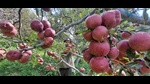 Unusually warm winters and a haphazard rain pattern have brought down Himachal’s apple production this year. Only about 1.77 crore apple boxes have reached the markets this year as compared to 3.36 crore boxes last year, data from the state agriculture department revealed. (HT Photo) Unusually warm winters and a haphazard rain pattern have brought down Himachal’s apple production this year. Only about 1.77 crore apple boxes have reached the markets this year as compared to 3.36 crore boxes last year, data from the state agriculture department revealed. (HT Photo)