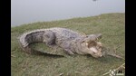 The crocodile was safely released back into a suitable natural habitat (HT Photo) The crocodile was safely released back into a suitable natural habitat (HT Photo)