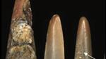 The fossils discovered from the Habur Formation of Jaisalmer Basin in Rajasthan sheds light on a small assemblage of Early Cretaceous (Aptian) sharks (Pic Courtesy: Researchers) The fossils discovered from the Habur Formation of Jaisalmer Basin in Rajasthan sheds light on a small assemblage of Early Cretaceous (Aptian) sharks (Pic Courtesy: Researchers)