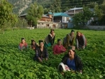 Women farmers in their field at Kilba village in Kinnaur district. (HT Photo) Women farmers in their field at Kilba village in Kinnaur district. (HT Photo)