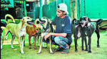 The NGO said it is sheltering 1,100 dogs but has space only for 400. (HT) The NGO said it is sheltering 1,100 dogs but has space only for 400. (HT)